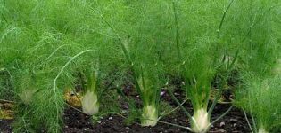 Aus Samen wachsen und Fenchel auf freiem Feld pflegen, wie man für den Winter und die Sorten spart