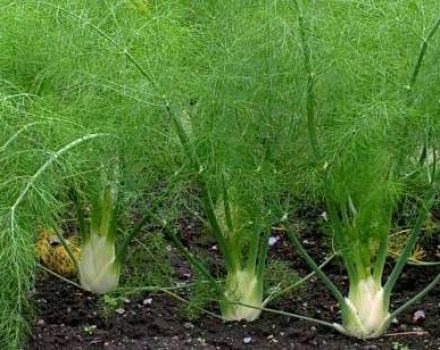 Aus Samen wachsen und Fenchel auf freiem Feld pflegen, wie man für den Winter und die Sorten spart