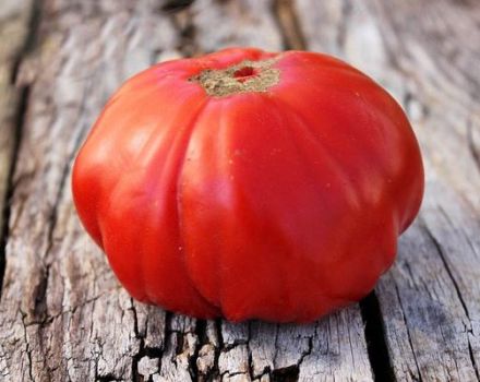 Beschreibung der Tomatensorte Siberian Trump und ihrer Eigenschaften