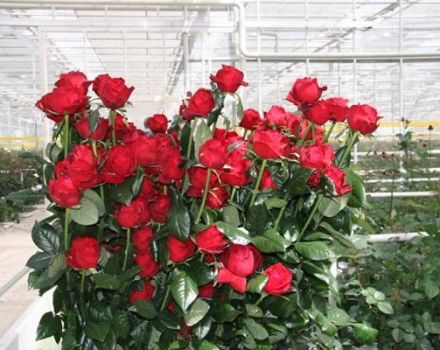 Beschreibung der besten Sorten niederländischer Rosen, Pflanzmerkmale und Schädlingsbekämpfung
