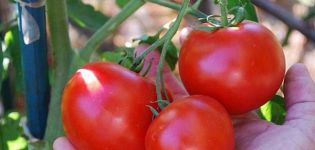 Характеристики и описание на сорта домат Кукла Маша