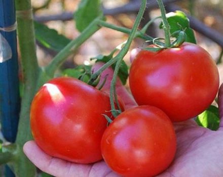 Характеристики и описание на сорта домат Кукла Маша