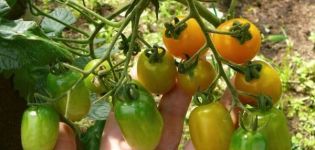 Опис сорте парадајза Лиса трешња, његове карактеристике и продуктивност