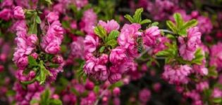 Beschreibung und Eigenschaften der besten Sorten und Arten von Mandeln, Pflanzung und Pflege