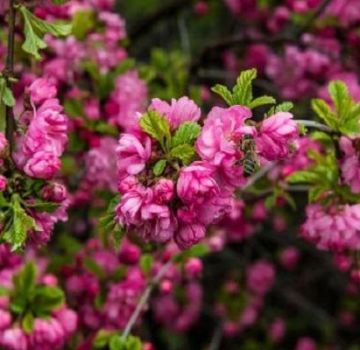 Beschreibung und Eigenschaften der besten Sorten und Arten von Mandeln, Pflanzung und Pflege