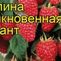 Mô tả và đặc điểm của giống mâm xôi Atlant, cách trồng và sinh sản