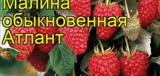 Popis a vlastnosti odrůdy malin Atlant, výsadby a reprodukce