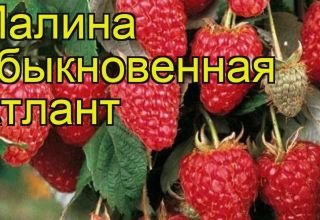 Опис и карактеристике сорте малине Атлант, садња и размножавање