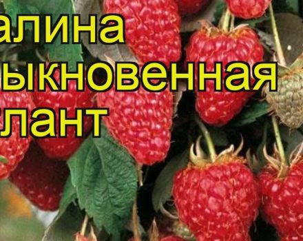 Aviečių veislės „Atlant“ aprašymas ir ypatybės, sodinimas ir dauginimasis