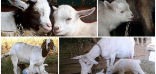 What methods are best for weaning kids from the udder and how to teach them to drink from a bowl