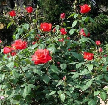 Description and characteristics of the Corvette rose variety, cultivation and reproduction