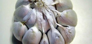 По какво се различава пролетният чесън от зимния чесън и кой е по-добре да се съхранява