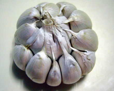 Wie sich Frühlingsknoblauch von Winterknoblauch unterscheidet und welcher besser zu lagern ist