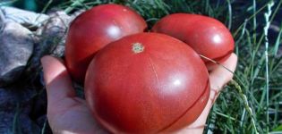 Beschreibung der Tomatensorte Carbon (Carbon), ihrer Eigenschaften und ihres Anbaus