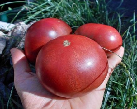 Beschreibung der Tomatensorte Carbon (Carbon), ihrer Eigenschaften und ihres Anbaus