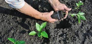 At what temperature and when can peppers be planted in open ground