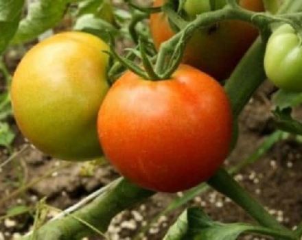 Περιγραφή της ποικιλίας ντομάτας της Πρωτοχρονιάς και των χαρακτηριστικών της