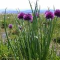 Опис најбољих сорти дивљег (ароматичног) лука, њихов узгој и нега