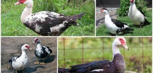 Indo-Ente und Moschus-Ente sind gleich oder nicht, Unterschiede und was ist besser