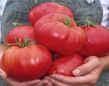 Beschreibung der Tomatensorte Himbeer-Ansturm, Anbaumerkmale