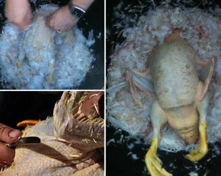 Das Alter der Enten zum Schlachten und wie man sie zu Hause richtig schlachtet