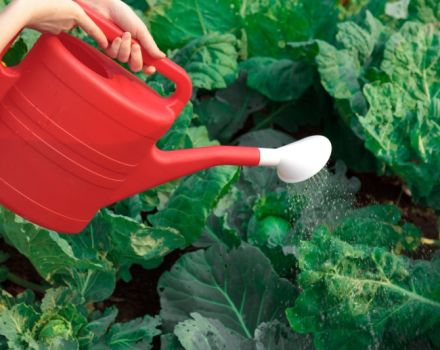 Bao lâu thì nên tưới bắp cải trên ruộng trống và với loại nước nào