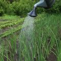 Как да поливате лука правилно и често на открито, кога да спрете поливането