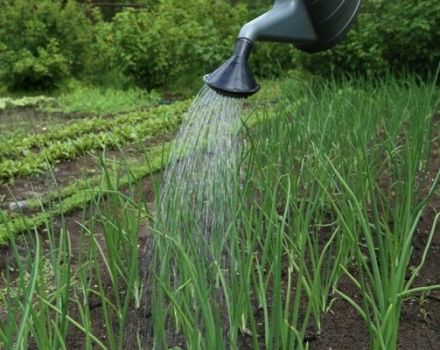 Cómo regar las cebollas correctamente y con frecuencia al aire libre, cuándo dejar de regar