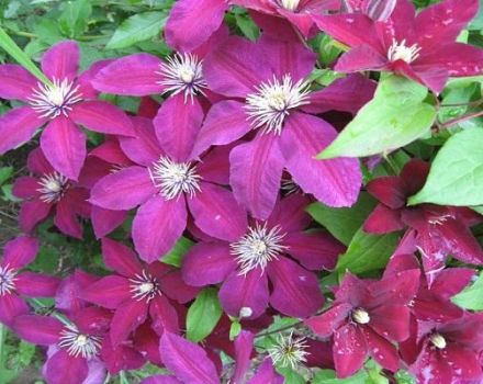 Beschreibung und Eigenschaften der Clematis-Sorte Niobe, Pflanzschema und Pflege
