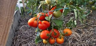 Descrição e características da variedade de tomate Kalinka-Malinka