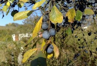 Πώς να φυτέψετε, να μεγαλώσετε και να φροντίσετε τα δαμάσκηνα, τη θεραπεία κατά των ασθενειών και των παρασίτων