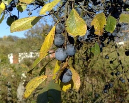 Erik nasıl ekilir, yetiştirilir ve bakımı, hastalıklara ve zararlılara karşı tedavi