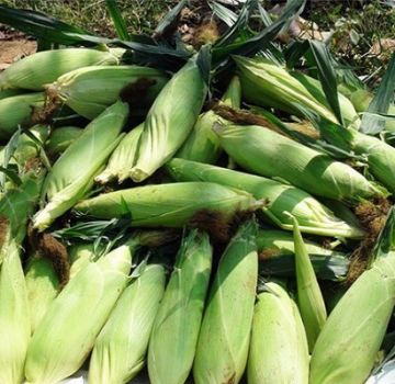 Regeln und Bedingungen für die Ernte von Maiskolben von den Feldern