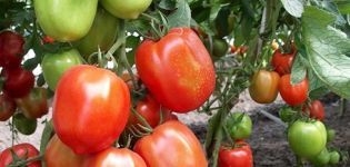 Características e descrição da variedade de tomate Nastya sibiryachka