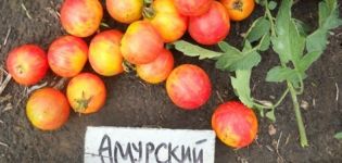 Characteristics and description of the Amur tiger tomato variety