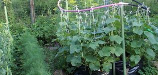 How to pinch cucumbers in the open field