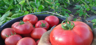 Description of the tomato variety Lvovich, its advantages and disadvantages