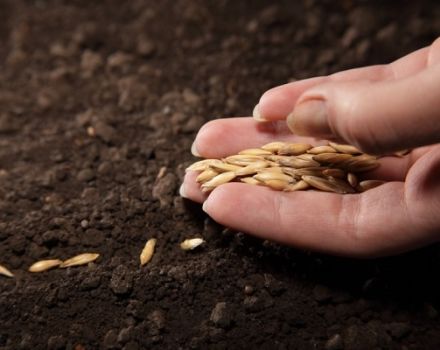 Temperatura e tempo de plantio de pepinos em terreno aberto