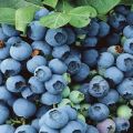Opis i cechy odmiany borówki Bluegold, zasady sadzenia i pielęgnacja