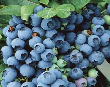 Description et caractéristiques de la variété de myrtille Bluegold, règles de plantation et entretien