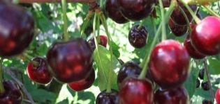 Descrição da variedade e características de frutificação de cerejas Garland, plantio e cuidados
