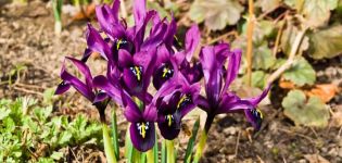 Beschreibung und Sorten japanischer Iris, Pflanz- und Pflegemerkmale