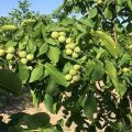 Опис и принос Цхандлеровог ораха, садња и нега