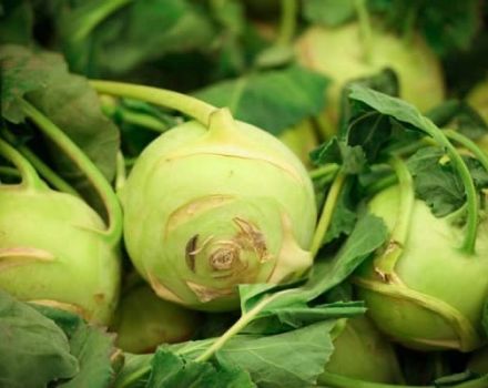 Rezepte zum Kochen von Kohlrabi-Kohl für den Winter mit und ohne Sterilisation