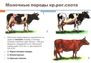 Kokie veiksniai turi įtakos karvių pieno gamybai ir nustatymo metodai