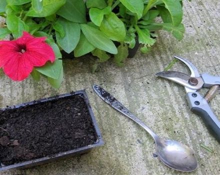 Hur man kapar petunia på hösten hemma