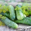 Caractéristiques et description de la variété de concombres Courage, leur culture et leur formation