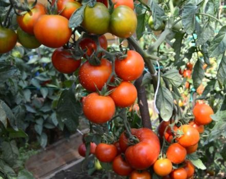 Kjennetegn og beskrivelse av Klusha-tomatvarianten, dens utbytte