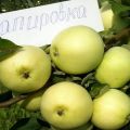 Опис сорте јабуке Кћерка Папировка и особитости њеног гајења, историја селекције