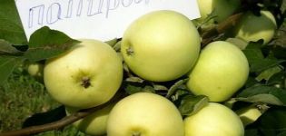 Description of the apple variety Daughter Papirovka and the peculiarities of its cultivation, the history of selection